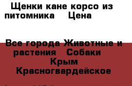 Щенки кане корсо из  питомника! › Цена ­ 65 000 - Все города Животные и растения » Собаки   . Крым,Красногвардейское